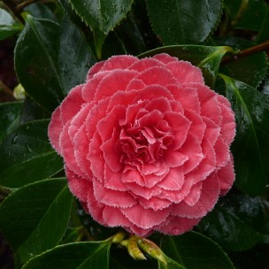 Camelia flor 3