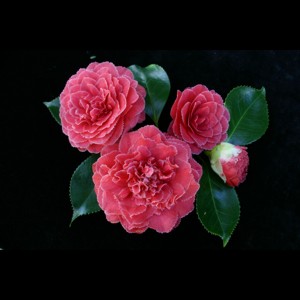 Camelia general 1