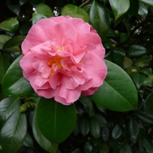Camelia flor 1