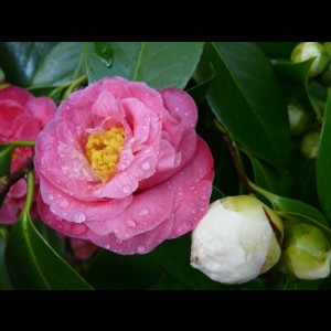 Camelia flor 2