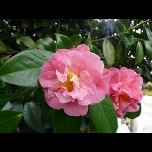 Camelia flor 3