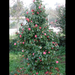Camelia general 1