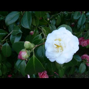 Camelia general 3