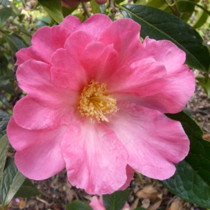 Camelia flor 1