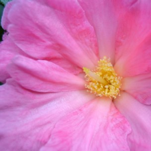 Camelia flor 2