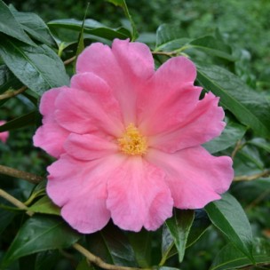 Camelia flor 3