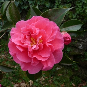 Camelia flor 1