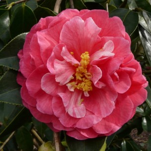 Camelia flor 2