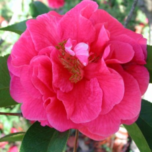 Camelia flor 3