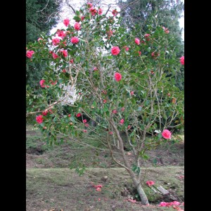 Camelia general 1