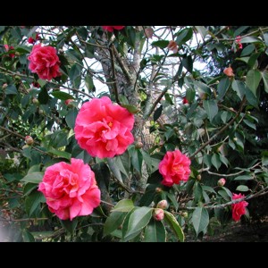 Camelia general 2