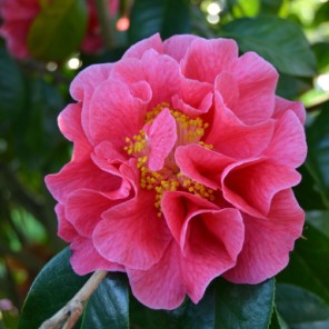 Camelia flor 1