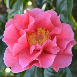 Camelia flor 2