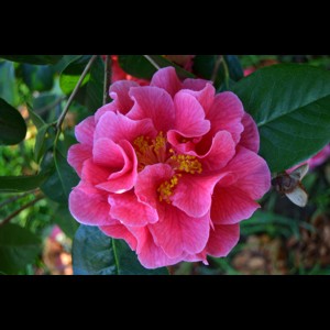Camelia flor 3