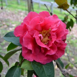 Camelia flor 1