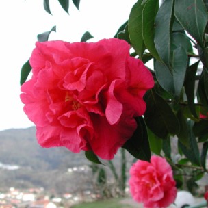 Camelia flor 2