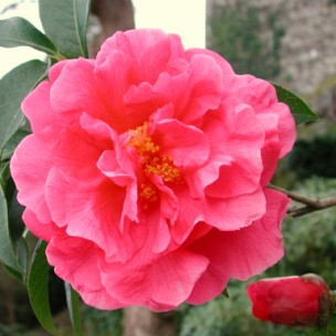 Camelia flor 3