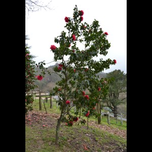 Camelia general 1