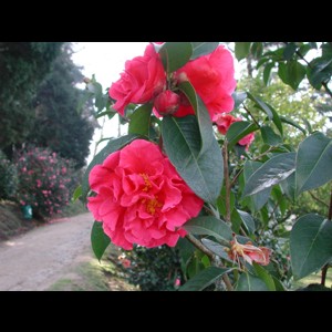 Camelia general 2