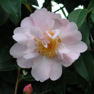 Camelia flor 1