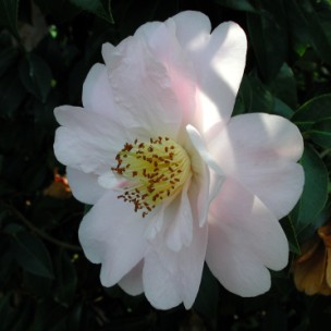 Camelia flor 2