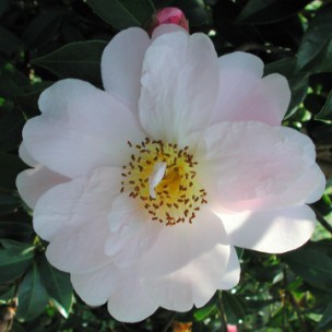 Camelia flor 3