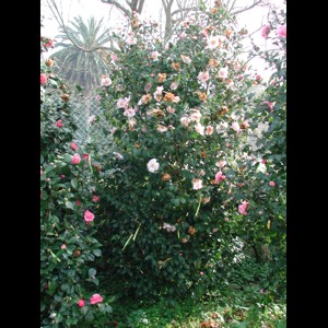 Camelia general 1