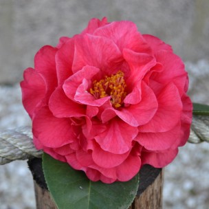 Camelia flor 1