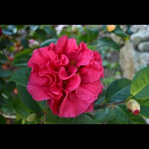 Camelia flor 2