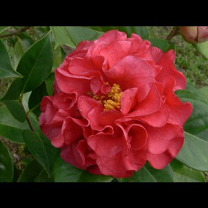 Camelia flor 3