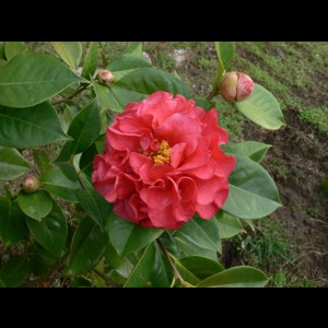 Camelia general 1