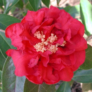 Camelia flor 1