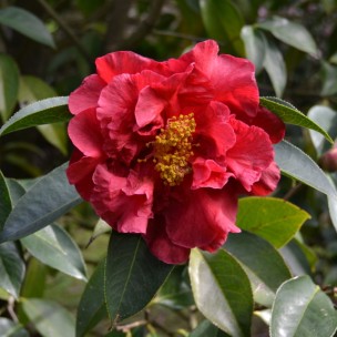 Camelia flor 2