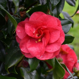 Camelia flor 1