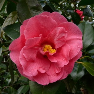 Camelia flor 2
