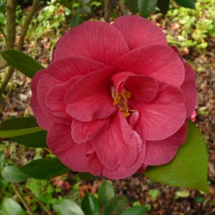 Camelia flor 3