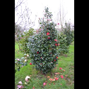 Camelia general 1