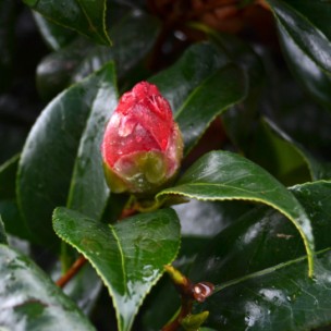 Camelia general 2