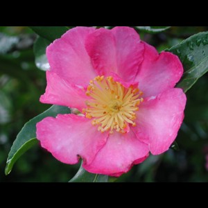 Camelia flor 1