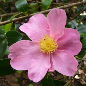 Camelia flor 2