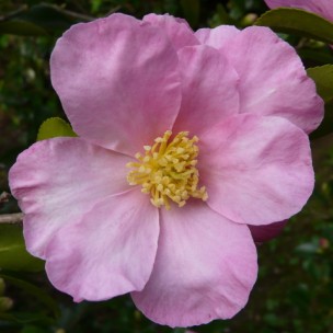 Camelia flor 3