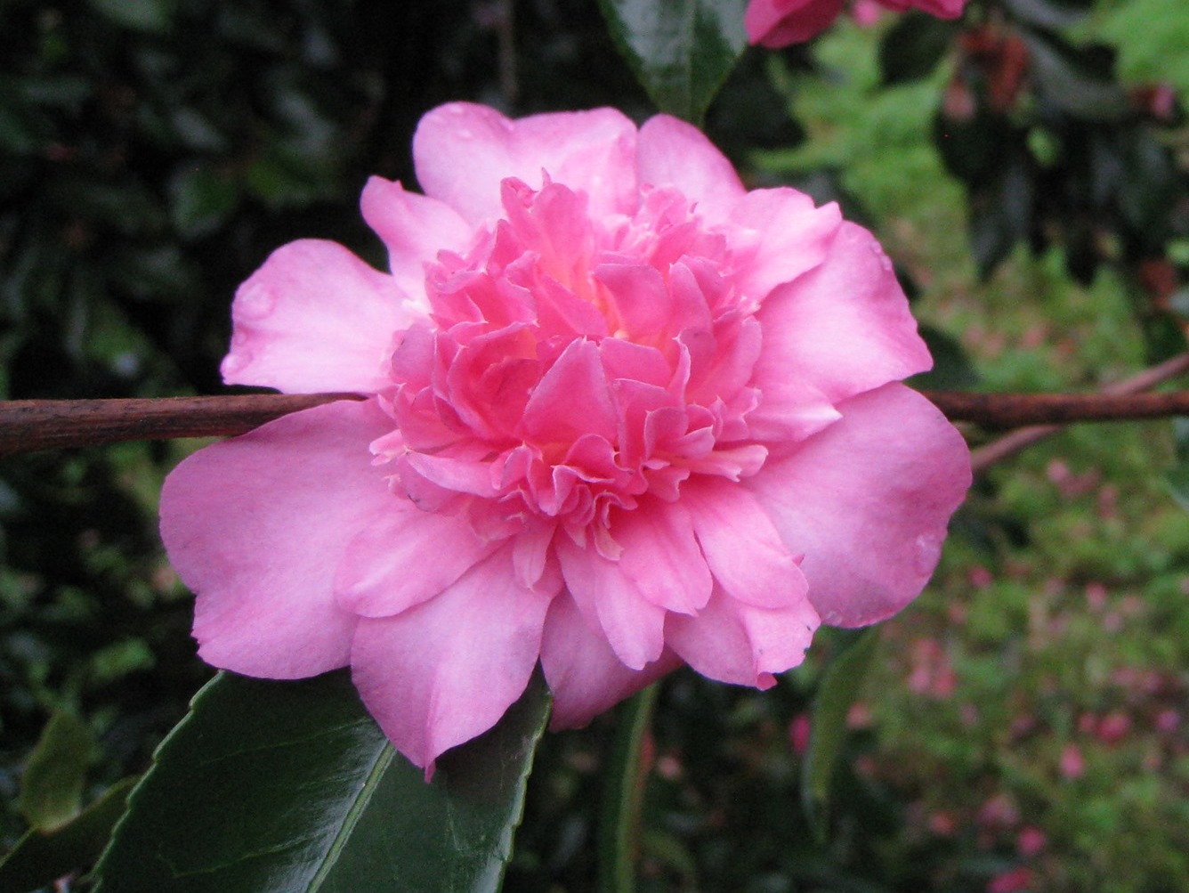 Camelia flor 1