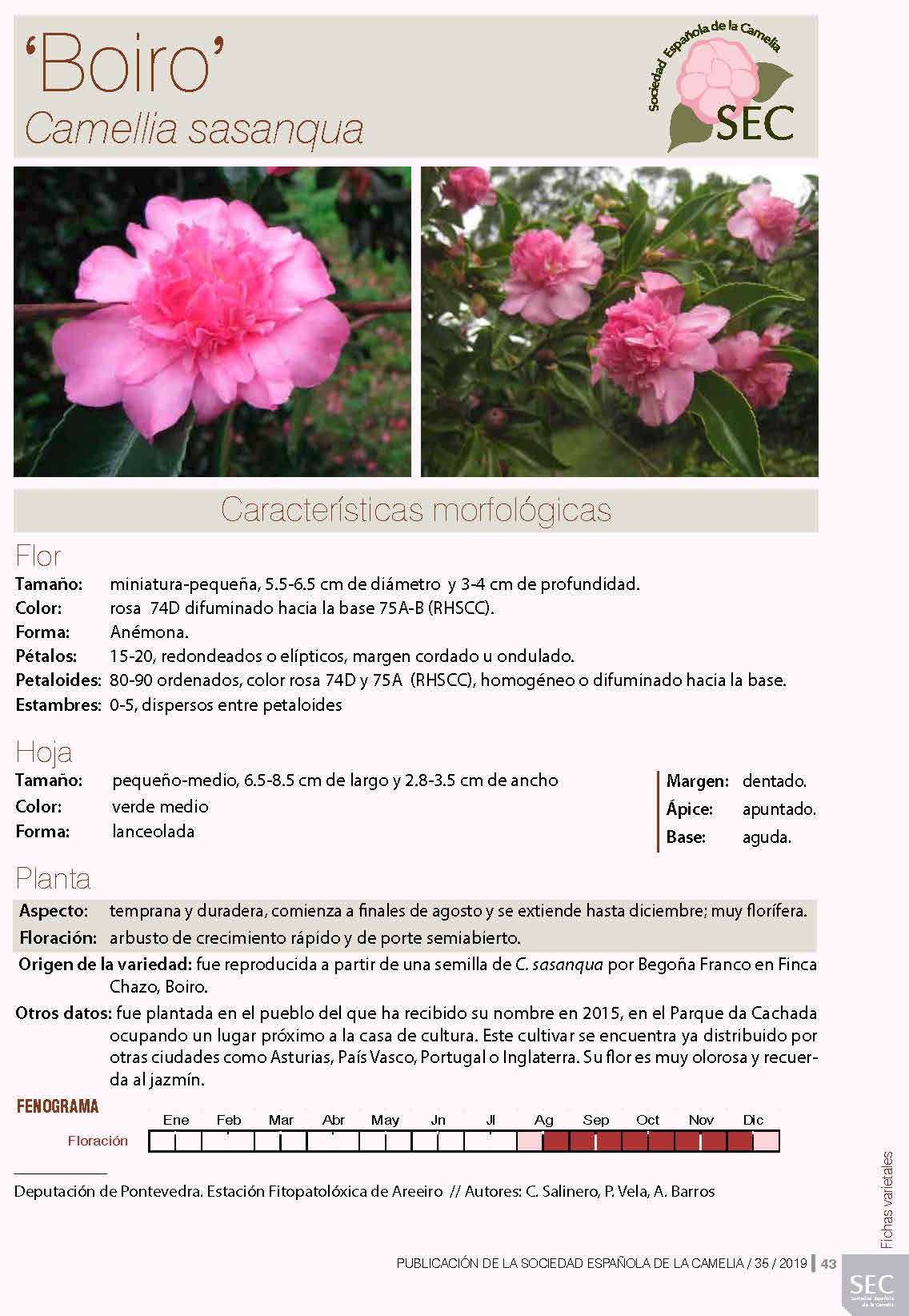 Camelia general 1
