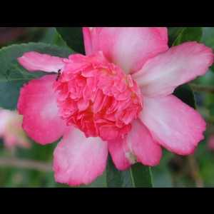 Camelia flor 1