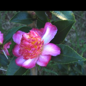 Camelia flor 3