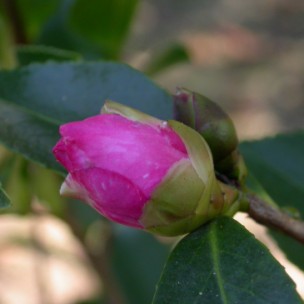 Camelia general 2