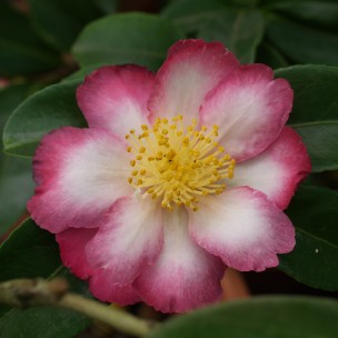 Camelia flor 1