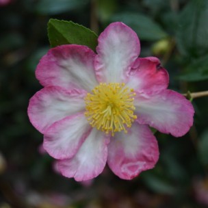 Camelia flor 2