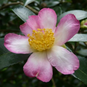 Camelia flor 3