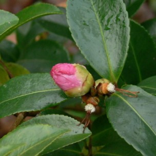 Camelia general 1